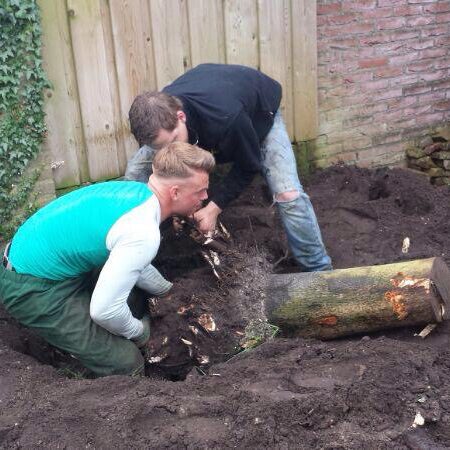 bomen rooien door Boomspecialist De Langstraat