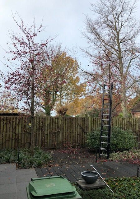 fruit boompje snoeien malus red sentinel